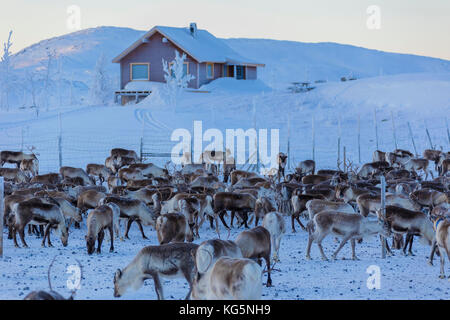 Herde von Rentieren, abisko, Norrbotten County, Gemeinde Kiruna, Lappland, Schweden Stockfoto