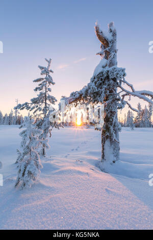 Sonnenuntergang auf Bäume mit Eis in der borealen Wald (Taiga), Kiruna, Norrbottens Län, Lappland, Schweden abgedeckt Stockfoto