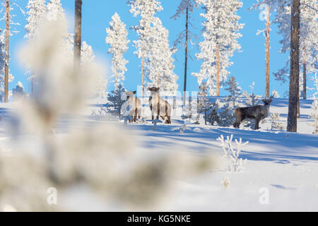 Rentier unter den gefrorenen Bäume in den verschneiten Wald, Kiruna, Norrbottens Län, Lappland, Schweden Stockfoto