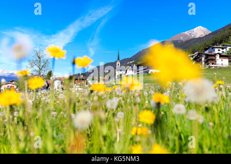 Blumen in voller Blüte, Alvaneu, Kanton Graubünden, Bezirk Albula, Schweiz Stockfoto