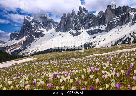 Krokusse blühen auf den Wiesen des Funes Tal, geisler Dolomiten, Südtirol, Trentino Alto Adige, Provinz Bozen, Italien, Europa Stockfoto