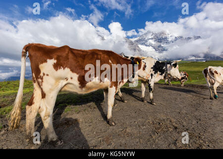 Kühe auf den Weiden des ersten Grindelwaldes im Hintergrund Berg Jungfrau und Mönch (bedeckt von Wolken) Berner Oberland Kanton Bern Schweiz Europa Stockfoto