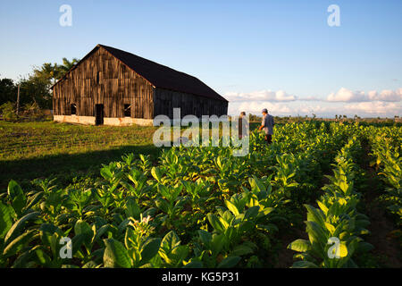 Kuba, Republik Kuba, Mittelamerika, Karibische Insel. Havanna. Tabakfarm in Pinal dal Rio, Mann, Mann bei der Arbeit. Stockfoto