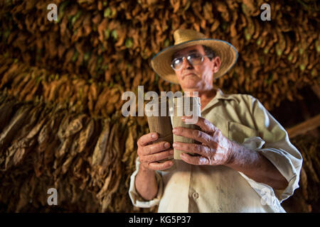 Kuba, Republik Kuba, Mittelamerika, Karibische Insel. Havanna. Tabakfarm in Pinal dal Rio, Mann bei der Arbeit Stockfoto