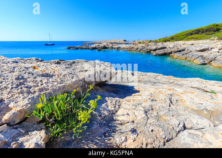 Blumen auf Fels von calka dei benedettini, Tremiti Inseln, Foggia, Apulien, Italien. Stockfoto