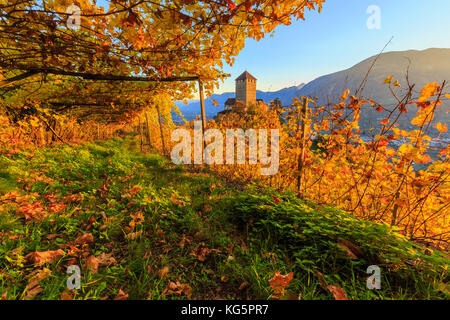 Das Licht des Sonnenuntergangs führt in die Weinberge rund um Schloss Tirol. Schloss Tirol, Tirol, Meran, Vinschgau, Südtirol, Italien, Europa Stockfoto