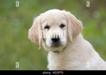 Das Gesicht eines kleinen Golden Retriever Welpen außerhalb in einem Hinterhof, in die Kamera schaut. Stockfoto