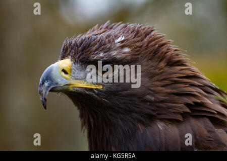 Golden Eagle. Aquila Chrysaetos. Nahaufnahme der einzelnen Erwachsenen. Gefangen. Großbritannien Stockfoto