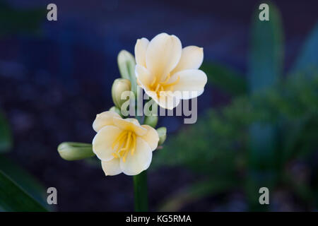 Kleine, hübsche Blumen Stockfoto