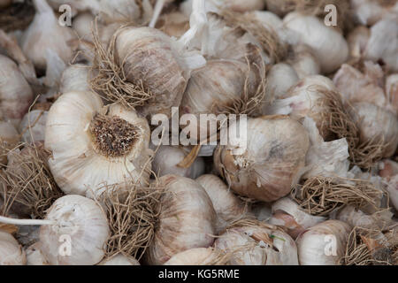 Knoblauch an den örtlichen Landwirt in Monterey, Kalifornien Stockfoto