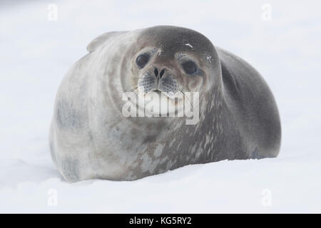 Nahaufnahme des Weddell Dichtung auf Eis, Damoy Punkt, Antarktis. Stockfoto