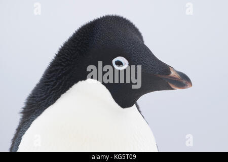 Nahaufnahme von Adelie Pinguin, Antarktis Stockfoto
