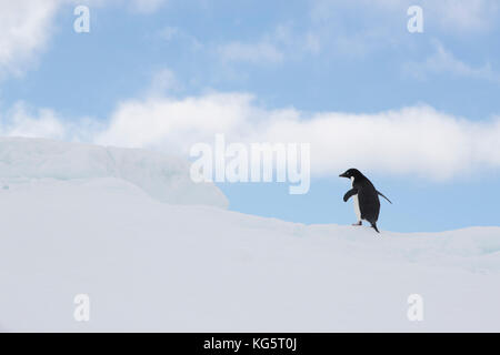 Adelie Pinguin zu Fuß auf Eisscholle in der Antarktis Stockfoto