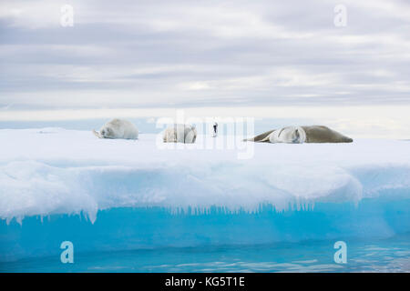 Krabbenfresserrobben und ein Pinguin auf einer Eisscholle in der Antarktis ruht. Stockfoto