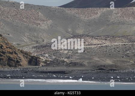 Zügelpinguin Kolonie, Baily Head, Deception Island in der Antarktis. Stockfoto