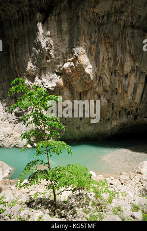 Baum und Klippe entlang des Impbut-Pfades in der Verdon-Schlucht, Frankreich Stockfoto