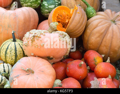 Vielfältiges Sortiment der Kürbisse auf einem hölzernen Hintergrund. Herbst Ernte. Stockfoto