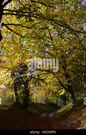 Fußweg durch Kanzel Holz, Cadsden, mit Farben des Herbstes, Herbst, rustikalen Blätter Stockfoto