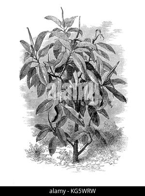 Illustration von Ficus elastica aus dem 19. Jahrhundert, einem großen Baum und einer Zierpflanze, die in der Vergangenheit verwendet wurde, um Gummi aus seinem Latex herzustellen Stockfoto