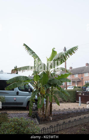 Englisch Banane winter Isolierung in den Stadien... Stockfoto