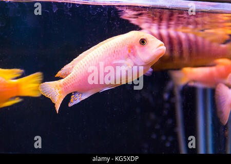 Foto von aulonocara Fisch im blauen Wasser Stockfoto