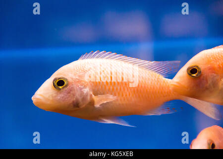 Foto von aulonocara Fisch im blauen Wasser Stockfoto