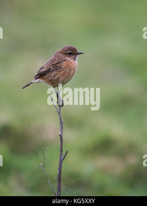 Weibliche Schwarzkehlchen thront mit out-of-focus Heide Hintergrund Stockfoto