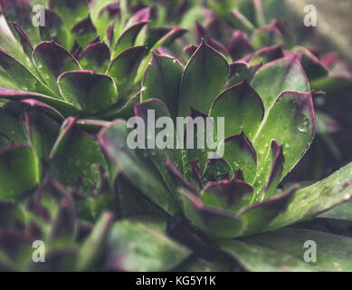 Gemeinsame hauswurz (sempervivum tectorum) nach Regen, mit Regentropfen auf es Stockfoto