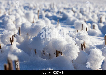 Schnee in Weizenfeldern Stockfoto