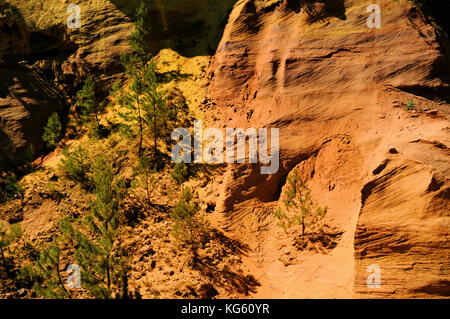 Pinien hangeg auf Ocker Cliff, Roussillon, Provence, Frankreich Stockfoto