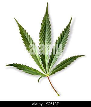 Cannabis Leaf, Marihuana auf weißem Hintergrund mit Freistellungspfad isoliert Stockfoto