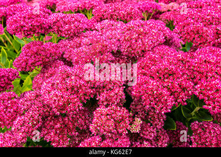 Close-up Lila Sedum blühende Stauden im Staudenbeet. Stockfoto