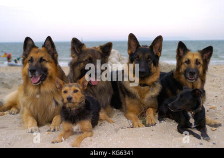 Gruppe von Hunden, die zusammen am Sandstrand am Meer ruhen, darunter mehrere Deutsche Schäferhunde und kleinere Begleithunde, Bournemouth Beach Dorset England UK Stockfoto