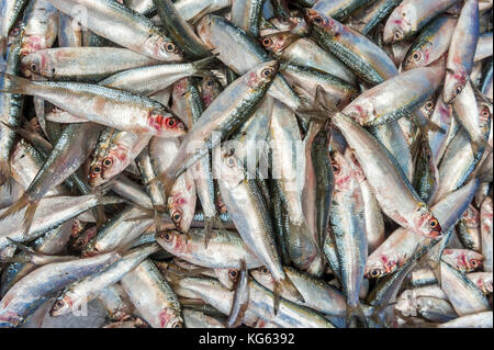 Israel Akko (Acre) - Oktober 9, 2017: Meeresfrüchte an der türkischen Basar in Akko verkauft. Stockfoto