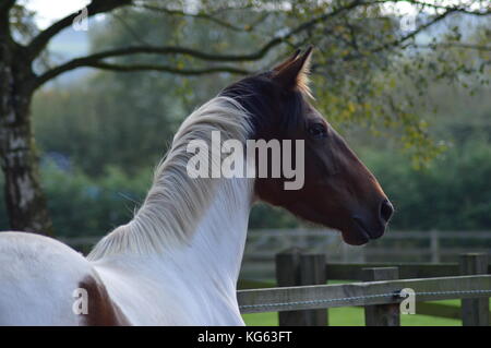 Weibliche Pferd im Fahrerlager Stockfoto