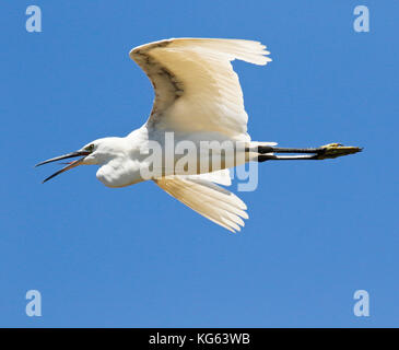 Egretta garzetta, Seidenreiher, flyng in Delta del LLobregat Naturpark. Barcelona. Catalunya. Spanien Stockfoto