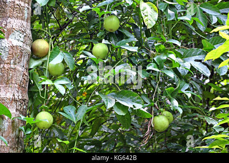 Weinstock von Passionsfrucht (passiflora) Pflanze mit reifenden Früchten in einem biologischen Gemüsegarten Feld in Kerala, Indien Stockfoto