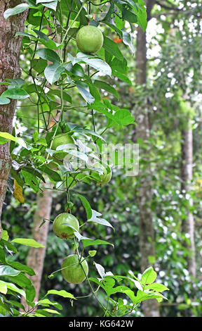 Reifende Leidenschaft Früchte (passiflora) hängen von der Rebe in einem Gemüsegarten in Kerala, Indien Stockfoto