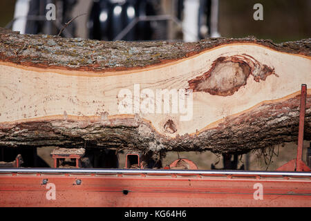 Frisch gesägt Baumstamm an einer Fräsmaschine zeigen die dunklen Holzmaserung Muster gebildet, wo ein Zweig einen Knoten in der Nähe zu sehen, gebildet hat, Stockfoto