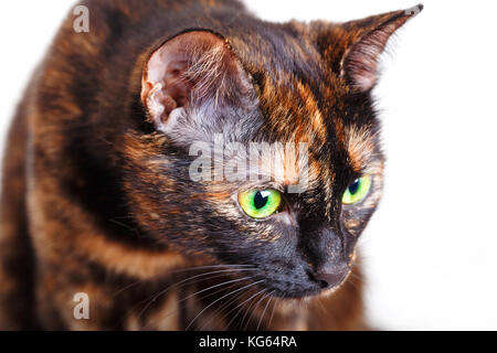 Porträt des Motley Katze die aufmerksam zur Seite. eine Katze von einer Schildkröte Farbe mit grünen Augen, eine Nahaufnahme, selektive konzentrieren, es auf isoliert ist. Stockfoto
