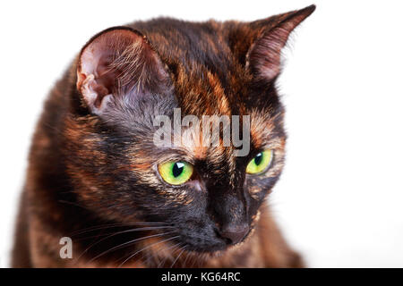 Porträt des Motley Katze die aufmerksam zur Seite. eine Katze von einer Schildkröte Farbe mit grünen Augen, eine Nahaufnahme, selektive konzentrieren, es auf isoliert ist. Stockfoto