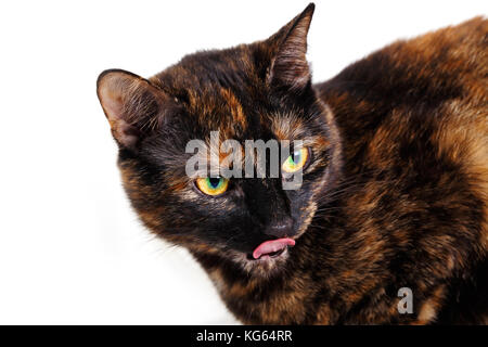 Porträt einer motley Katze mit der Sie schnippte Muttersprache, ist auf weissem isoliert. die Katze von einer Schildkröte Farbe licks Lippen,, selektive eine Nahaufnahme Stockfoto