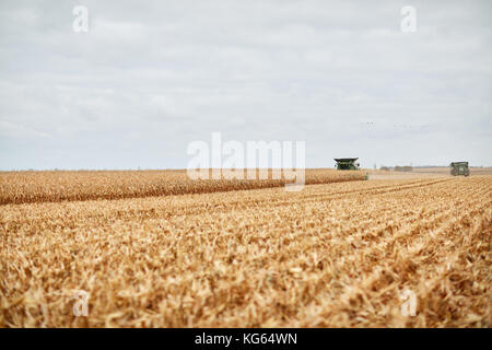 Zwei Mähdrescher Ernten von Mais in einem riesigen Bauernhof Feld unter einem grauen bewölkten Himmel in der Ferne über Stoppeln gesehen Stockfoto