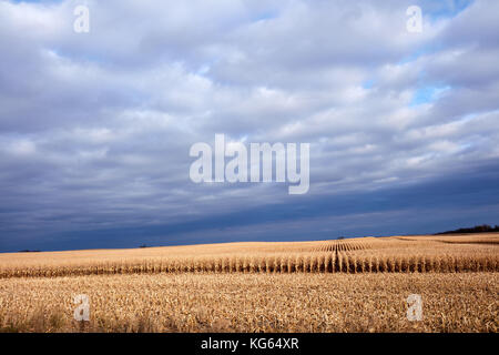 Moody landwirtschaftliche Landschaft während der Herbsternte mit einer teilweise geerntete Mais Ernte mit Reihen von Stoppeln und ungeschnitten Pflanzen unter einem bewölkten Himmel Stockfoto