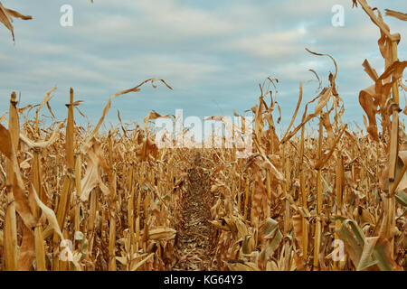 Zeilen von getrockneten Mais wartet in einer Ansicht zwischen Zeilen zeigen die Pflanzen und Maiskolben unter einem bewölkten herbst himmel geerntet zu werden. Stockfoto