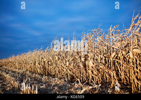 Teilweise abgeernteten Maisfeld bei Dämmerung mit Stoppeln vor einer diagonalen Reihe von trockenem Mais Pflanzen gegen ein dunstig blauen Himmel mit Kopie Raum Stockfoto