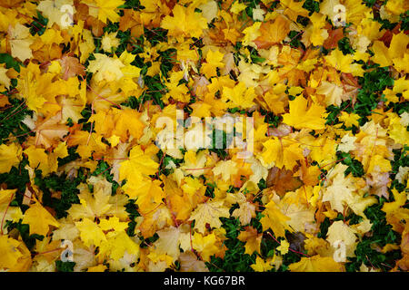 Gefallenen Herbst Ahorn Blätter am Boden Stockfoto
