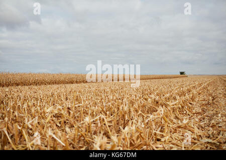 Landwirtschaftliche Landschaft mit frischen Mais Stroh in einem Feld nach der Herbsternte niedrigen Winkel auf der Fläche gesehen Stockfoto