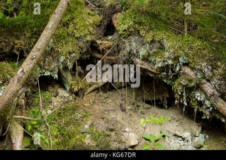 Nahaufnahme der alte Baum Wurzeln mit Moos und Flechten Stockfoto