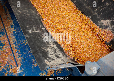 Landwirtschaftliche Maschine mit frisch geernteten Maiskörner im Herbst Ernte gefüllt Gesehen von oben in der Nähe zu sehen. Stockfoto